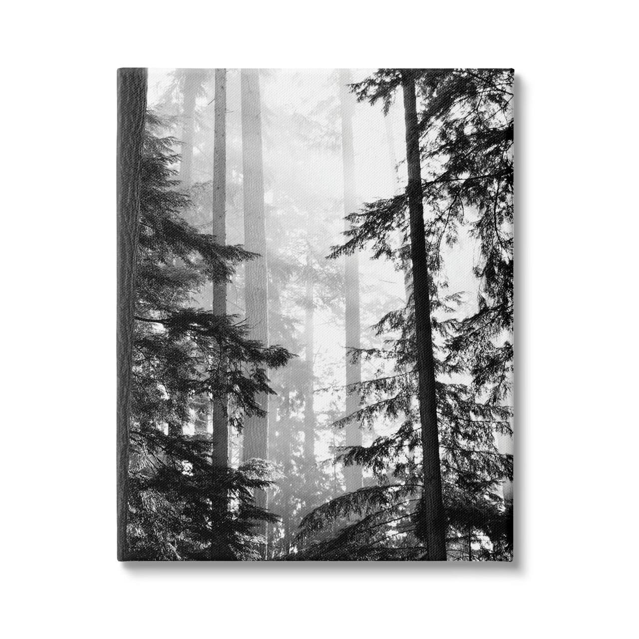 Stupell Industries Forest Light Shining Through Tall Trees Landscape Photography Canvas Wall Art